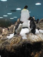 Ihanat pingviinit!